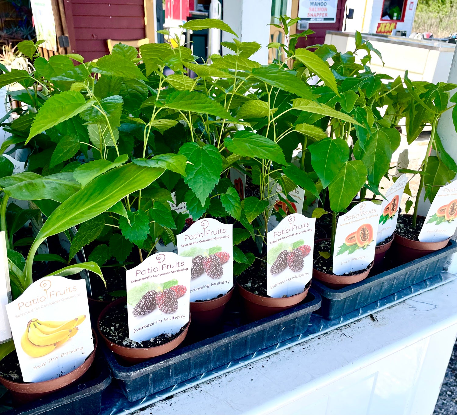 Fruit Trees