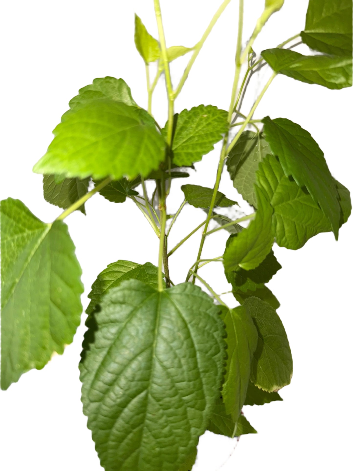 Live Mulberry Plant - Morus Nigra - Dwarf Mulberry - Zones 5 - 10 - Easy Care - Container Growing