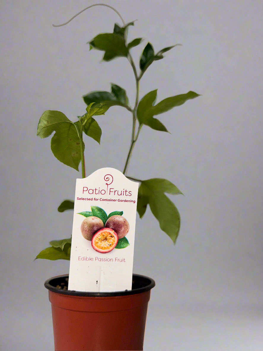 Patio Fruits Live Edible Passion Fruit Vine - Passiflora Edulis - Dwarf Fruit Vine - Easy to Grow Fruit Plant - Organic Gardening - Zones 9 -11