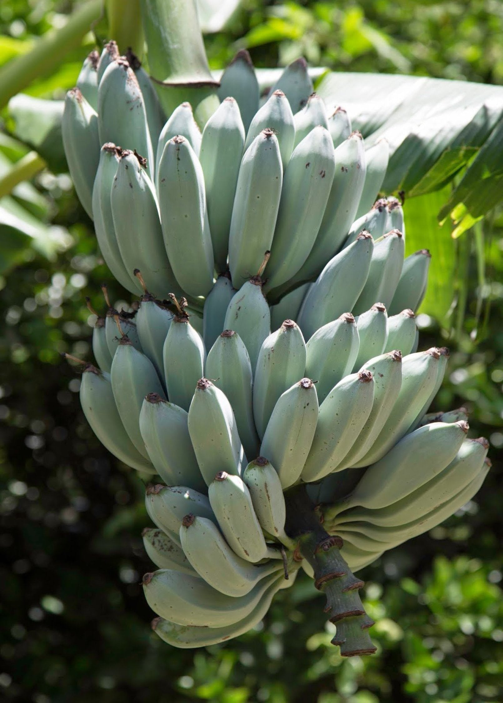 Banana 'Blue Java' (Musa acuminata × balbisiana) – Lovehopegrow