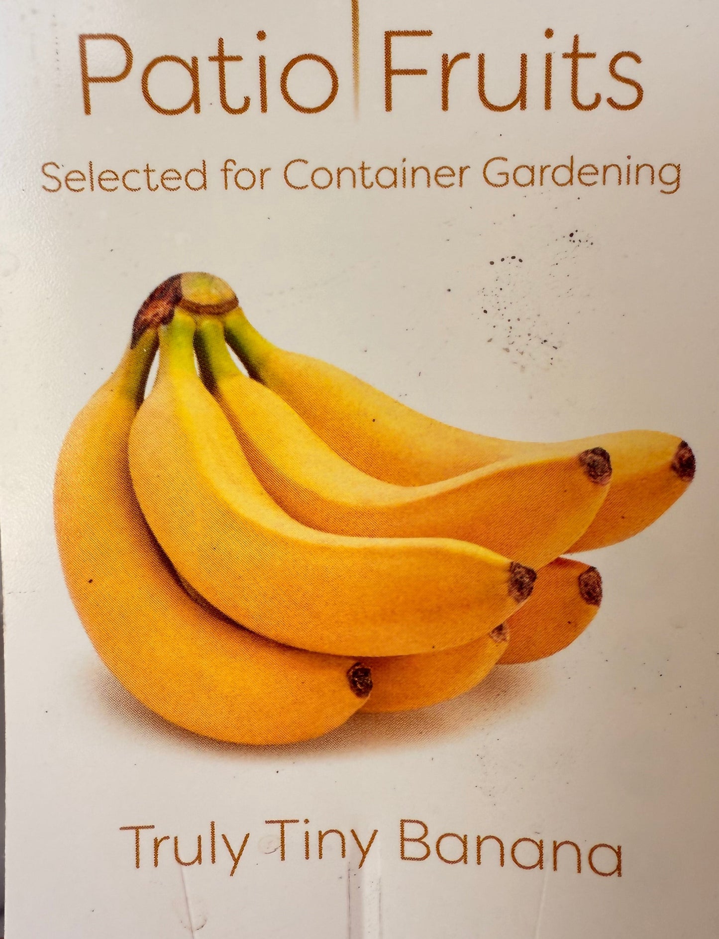 Live Musa Banana Tree - Dwarf Banana Tree - Easy Care Indoor Tropical Banana Tree - Zones 9 to 11 - Container Gardening