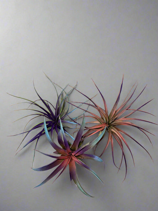 3 Pack Summer 2025 Air Plants - Air Purifying - No Dirt Needed - Air Plant - Easy Care Indoor Plant - Colorful Decoration Plant