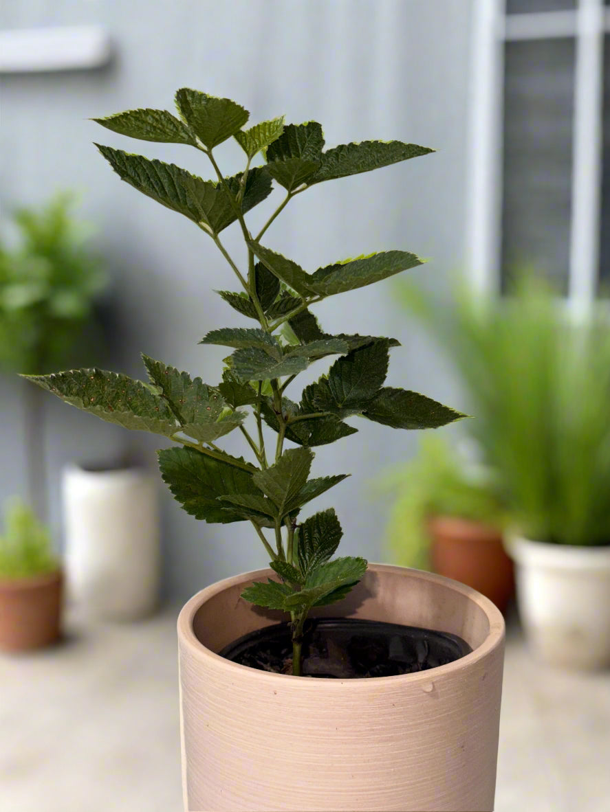 Sweet Ark Ponca Thornless Blackberry - Home Garden Plant - Zones 5 to 9 - Container Garden - Easy to Grow Fruit Tree