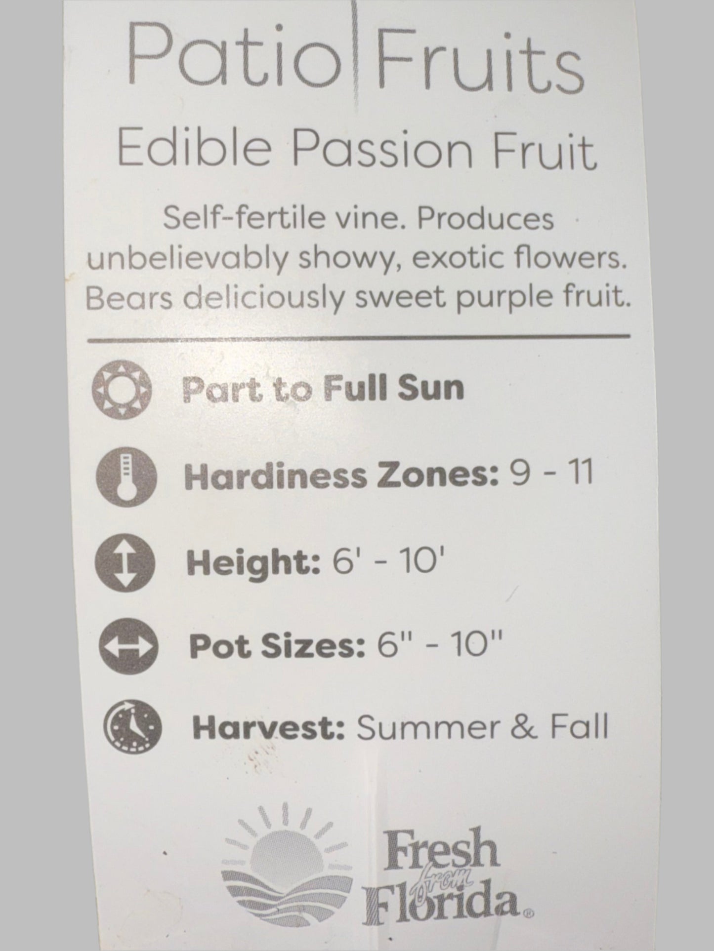 Patio Fruits Live Edible Passion Fruit Vine - Passiflora Edulis - Dwarf Fruit Vine - Easy to Grow Fruit Plant - Organic Gardening - Zones 9 -11