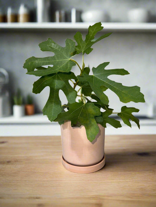 Chicago Hardy Fig - Ficus carica - Cold Hardy - Zones 6 to 10 - Easy to Grow - Compact Fruit Tree - Organic Container Gardening