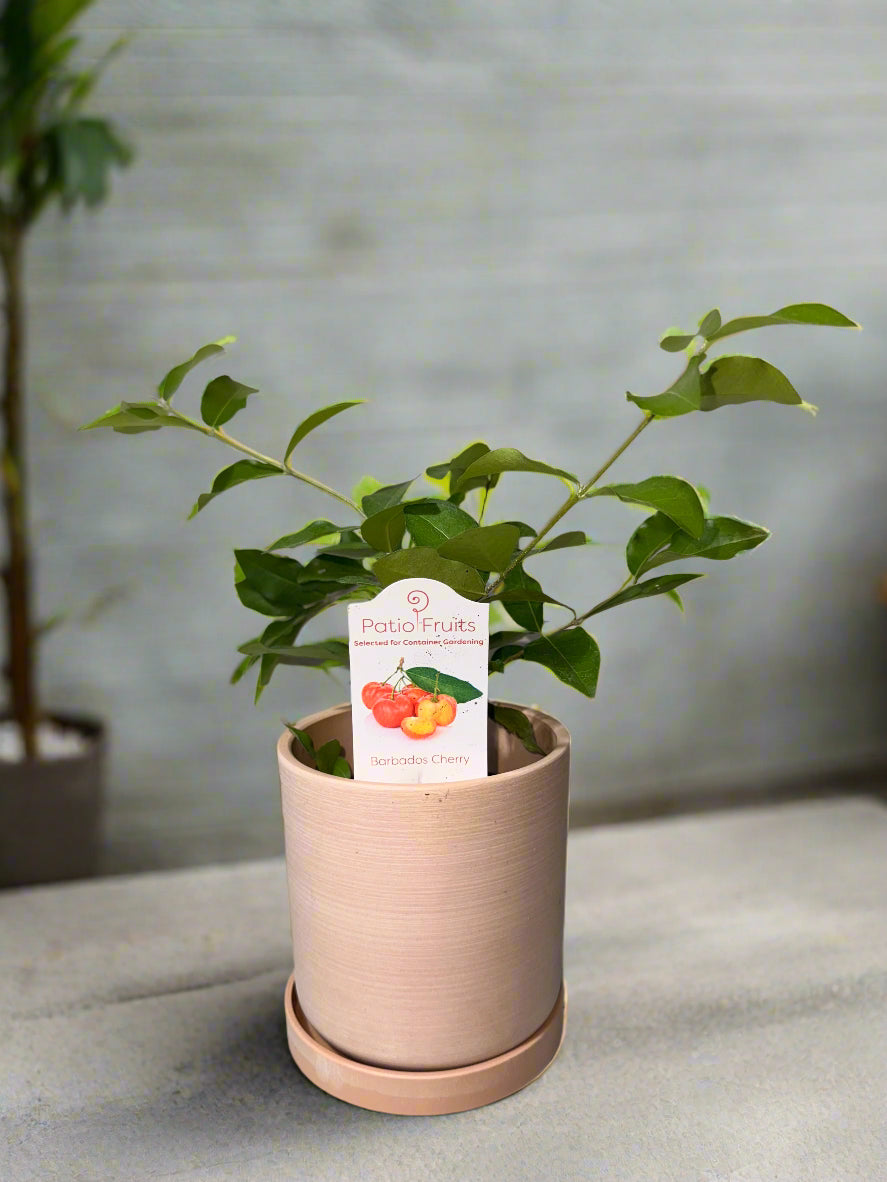 Patio Fruit Barbados Cherry Tree - Container Gardening - Organic - Easy to Grow Fruit Tree - Zones 9 to 11 - Easy Care - High Vitamin C