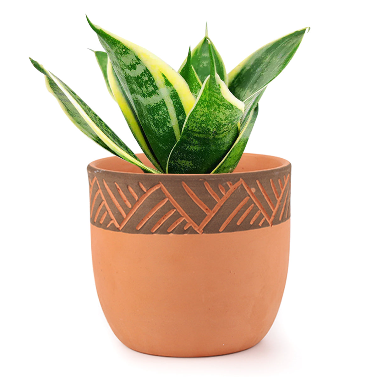 5.5 inch Clay-Black Color Modern Pot