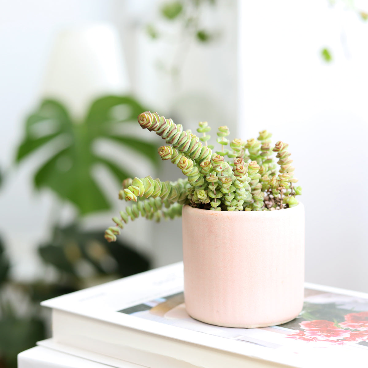 baby necklace succulent care Crassula Baby Necklace Plant: A Beautiful and Low-Maintenance Succulent 2 inch / Bamboo Pot by Succulents Box