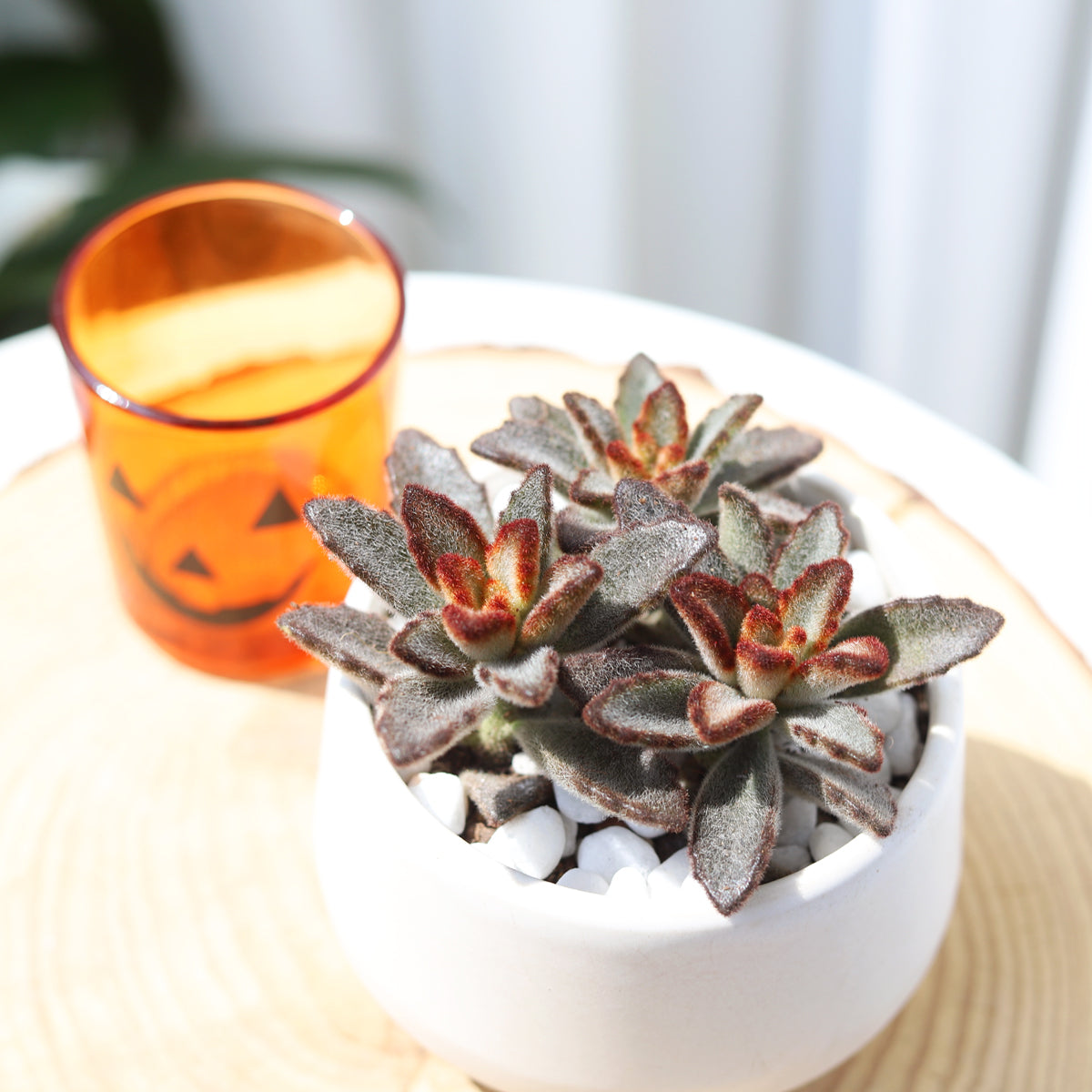 Kalanchoe Chocolate Soldier