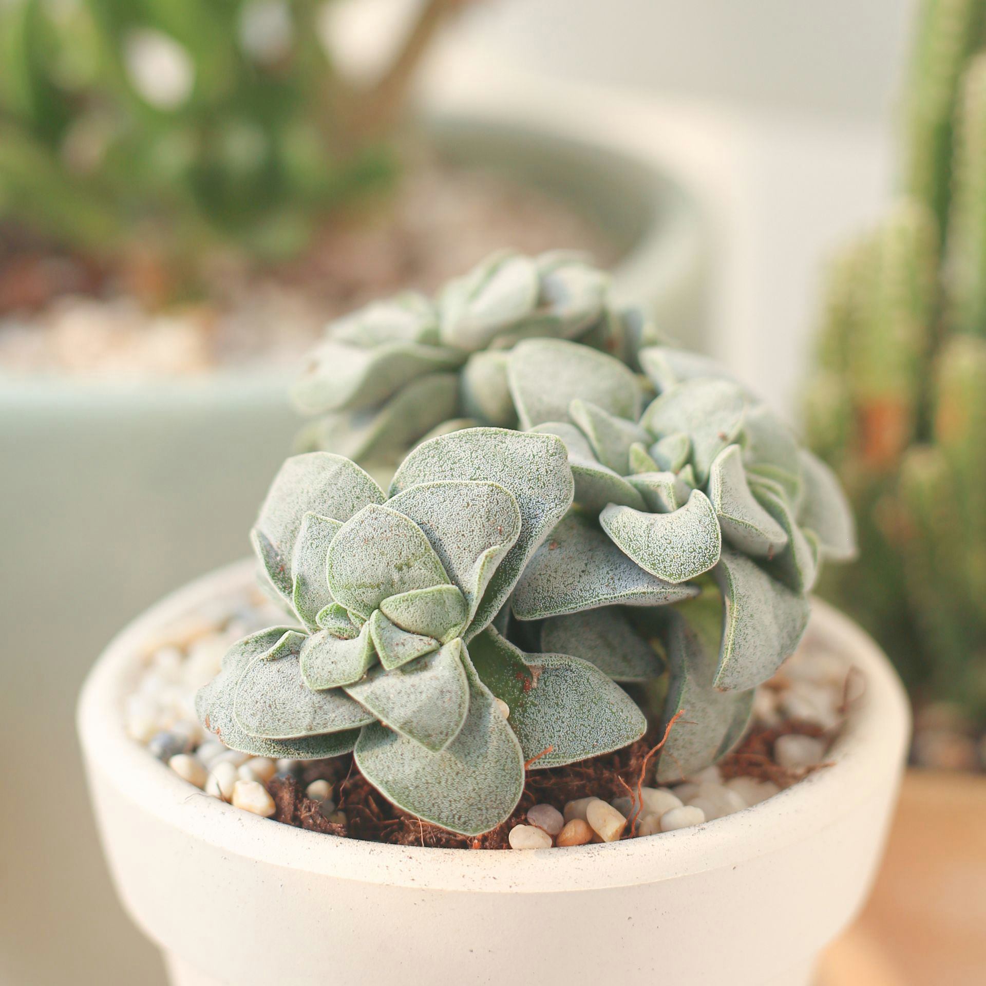 silver springtime succulent Crassula Morgan Beauty Silver Springtime Succulents for Sale 4 inch / Plastic Pot by Succulents Box