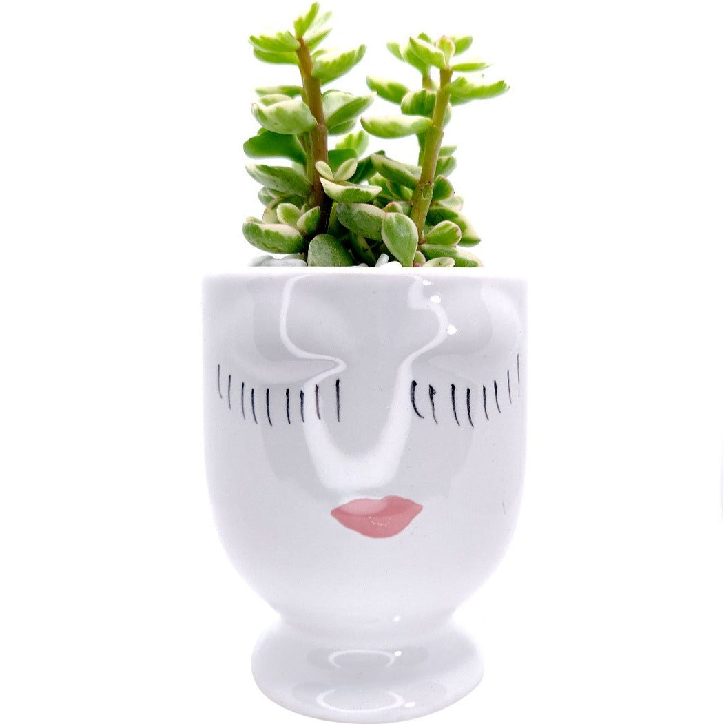 Beauty Pot