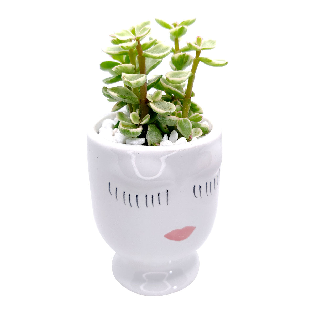Beauty Pot