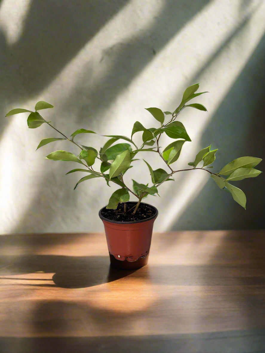 Patio Fruit Barbados Cherry Tree - Container Gardening - Organic - Easy to Grow Fruit Tree - Zones 9 to 11 - Easy Care - High Vitamin C