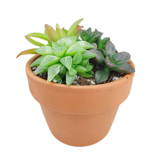 Succulent Arrangement in Terracotta Planter