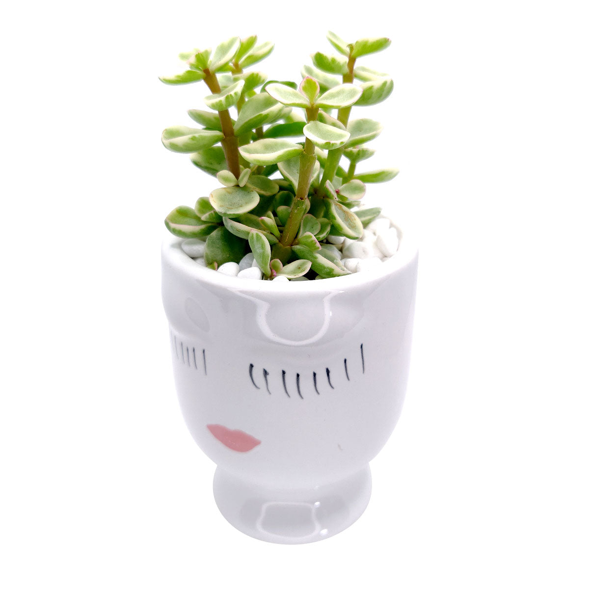 Beauty Pot