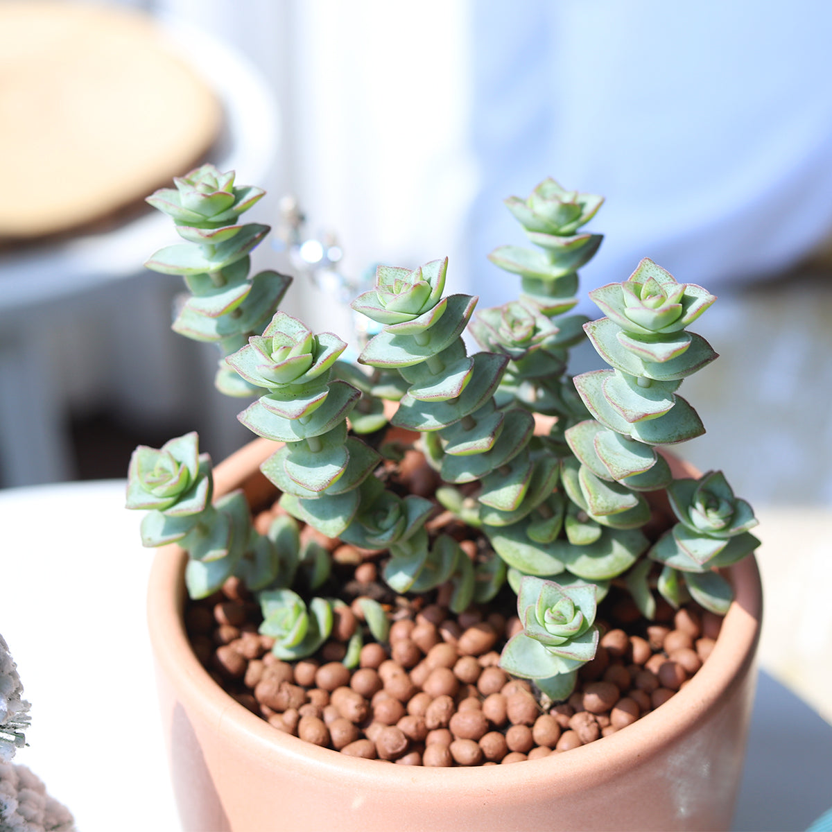 succulents on a string String of Buttons – Lovehopegrow