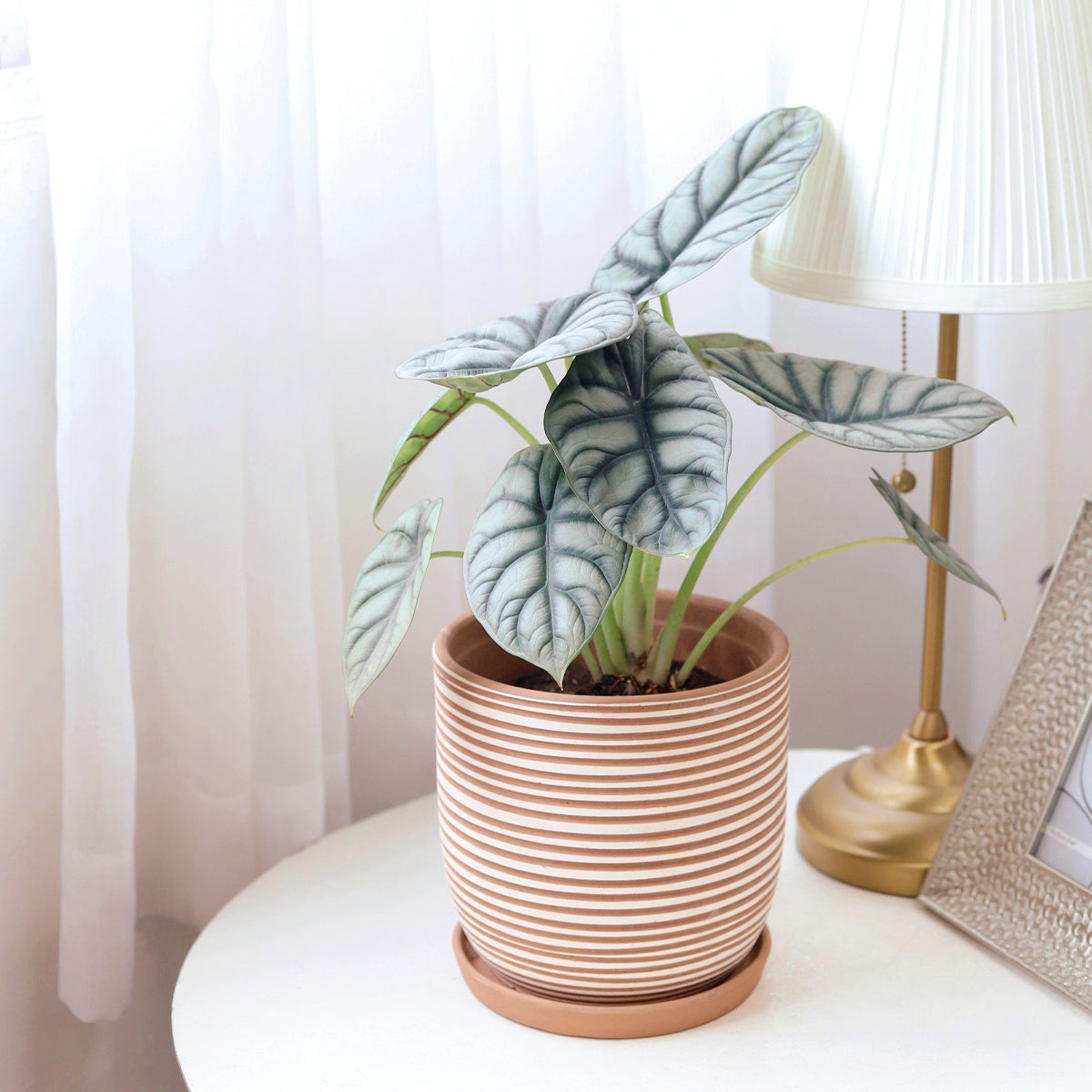 Clay White Stripes Pattern Pot