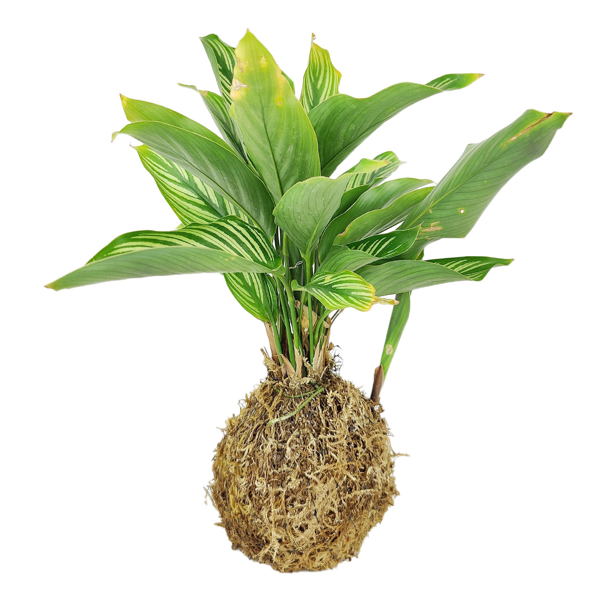 4" Kokedama