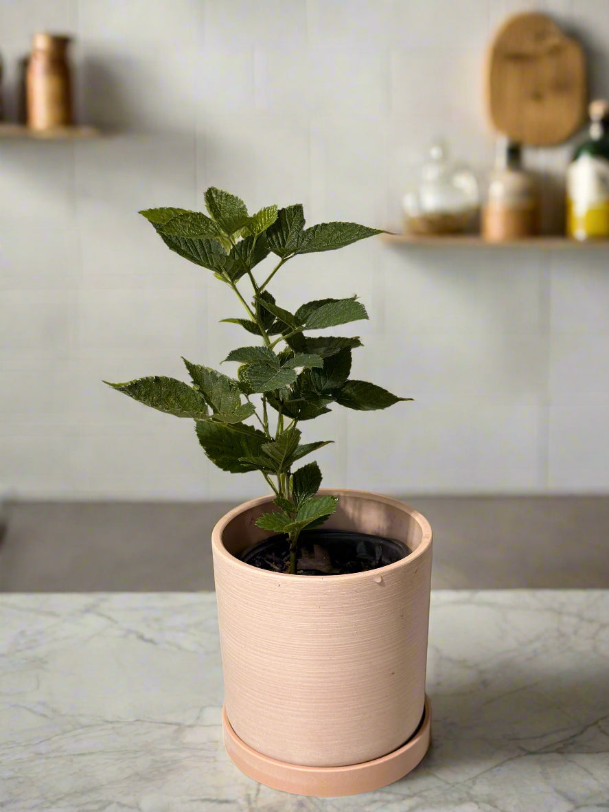 Sweet Ark Ponca Thornless Blackberry - Home Garden Plant - Zones 5 to 9 - Container Garden - Easy to Grow Fruit Tree