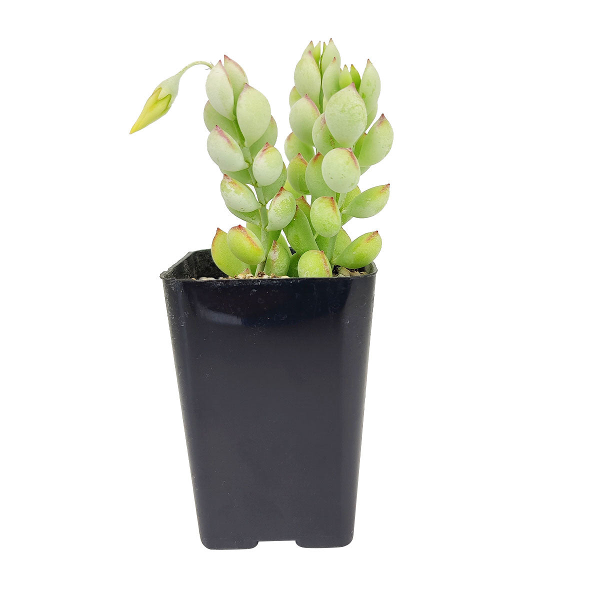 Cotyledon Pendens