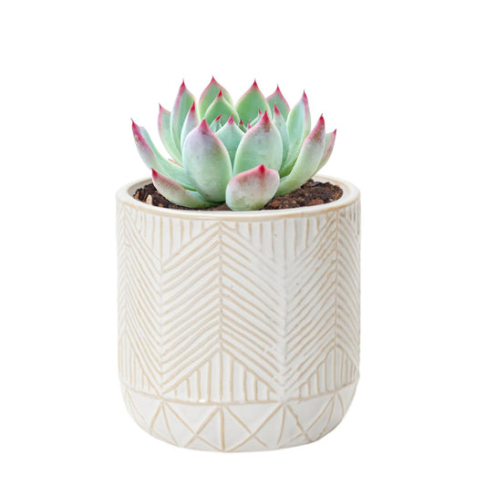 Whitcomb White Ceramic Pot