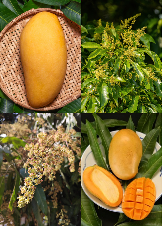XL Mango Tree Bundle: 'Mallika' + 'Nam Doc Mai'