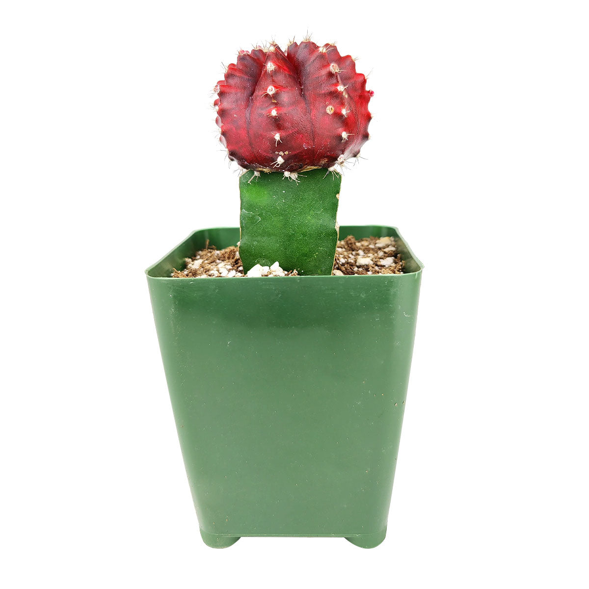 Gymnocalycium Mihanovichii Moon Cactus