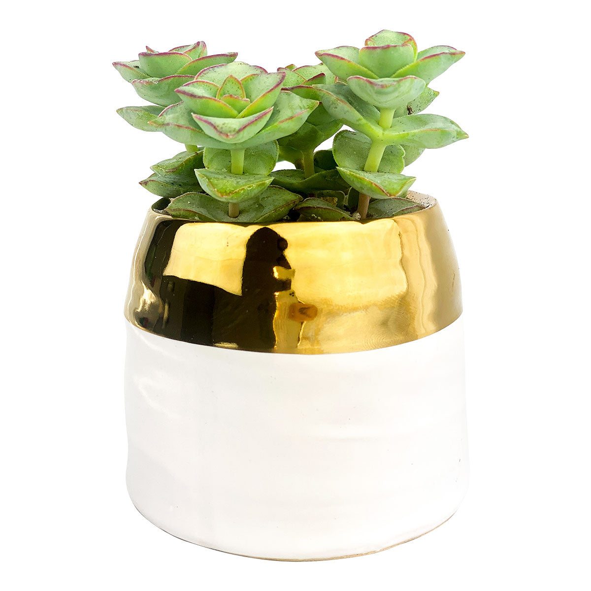 White Gold Pot