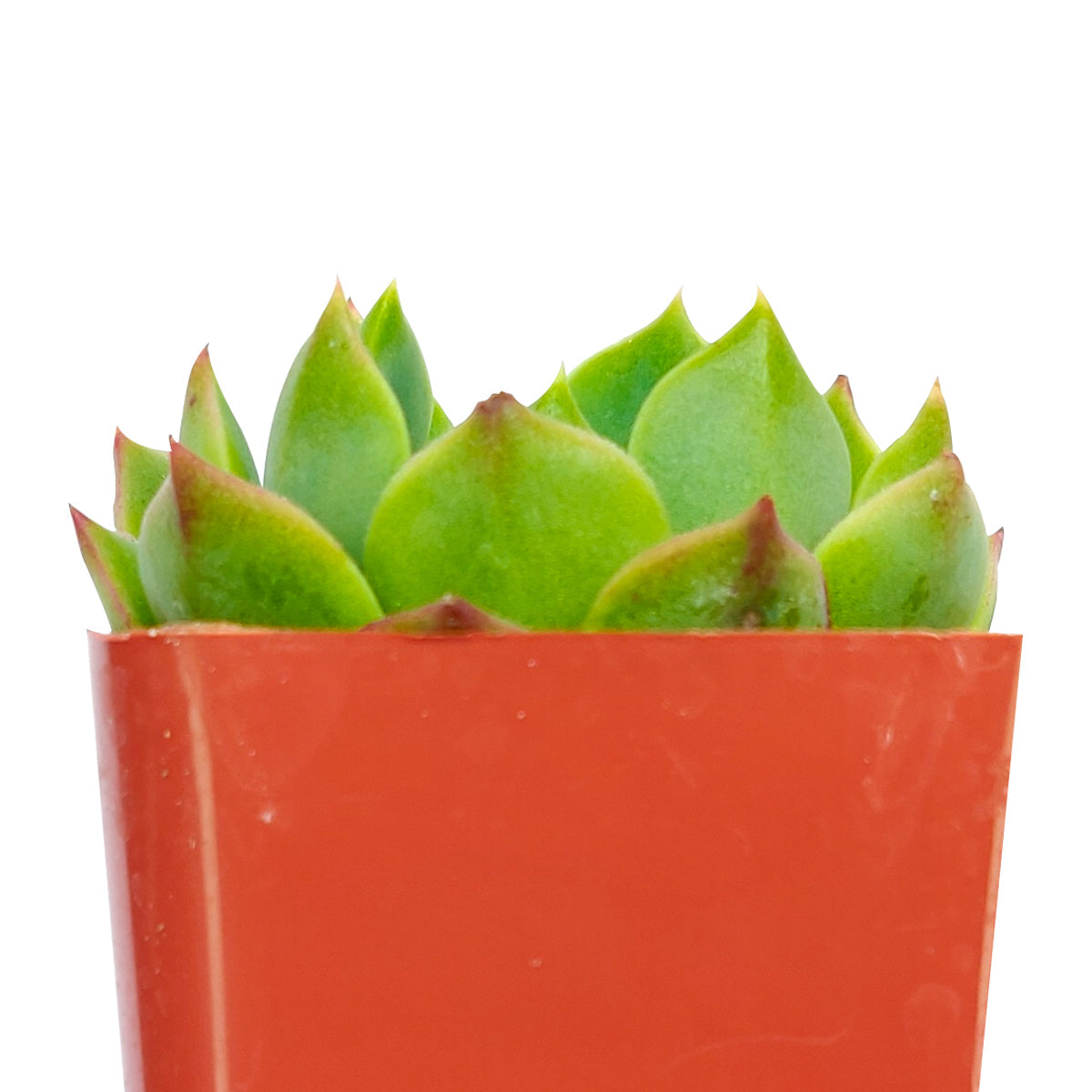 Echeveria Ramillette