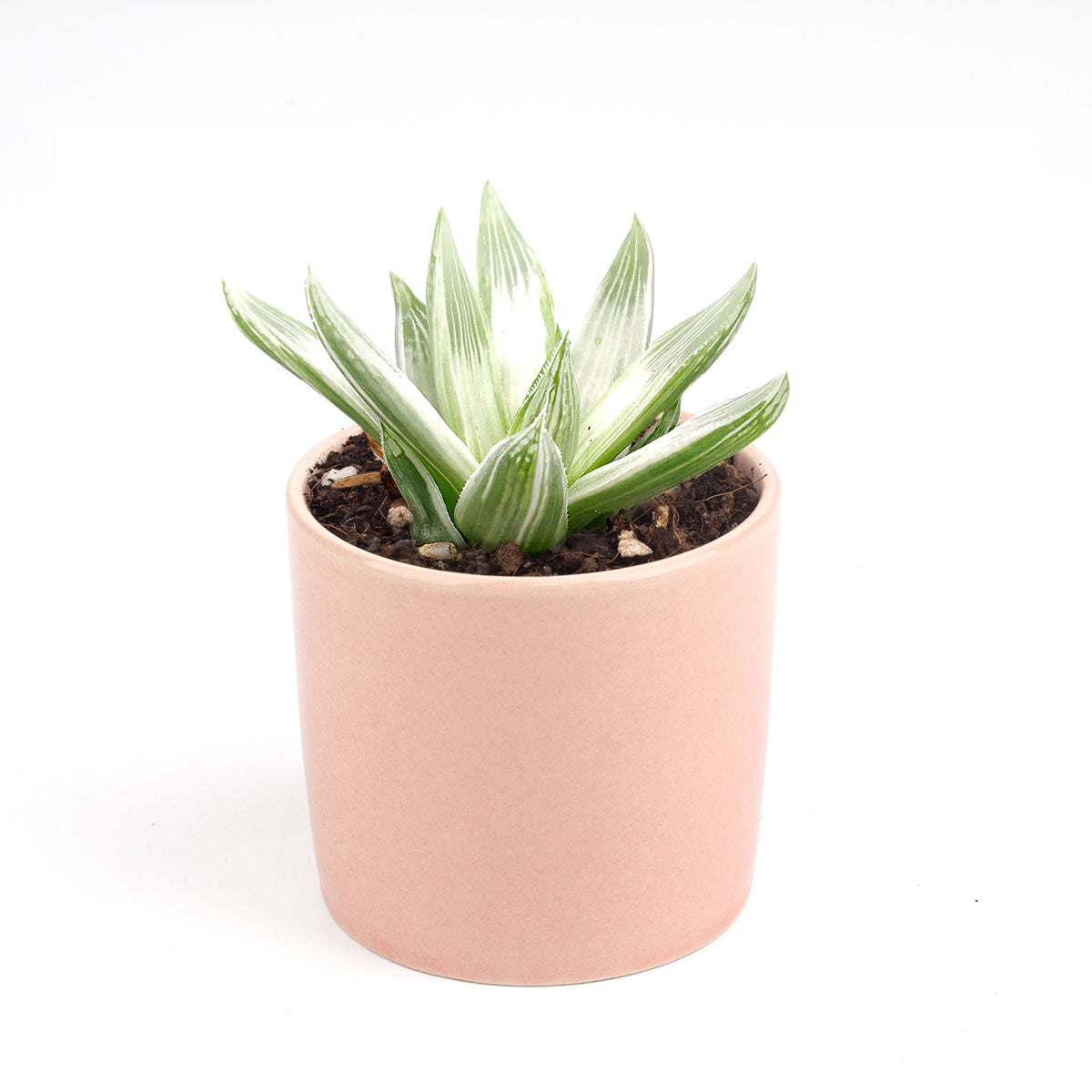 Haworthia White Ghost