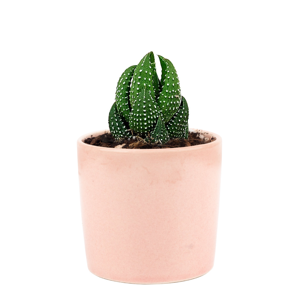 Haworthia Pumila African Pearl