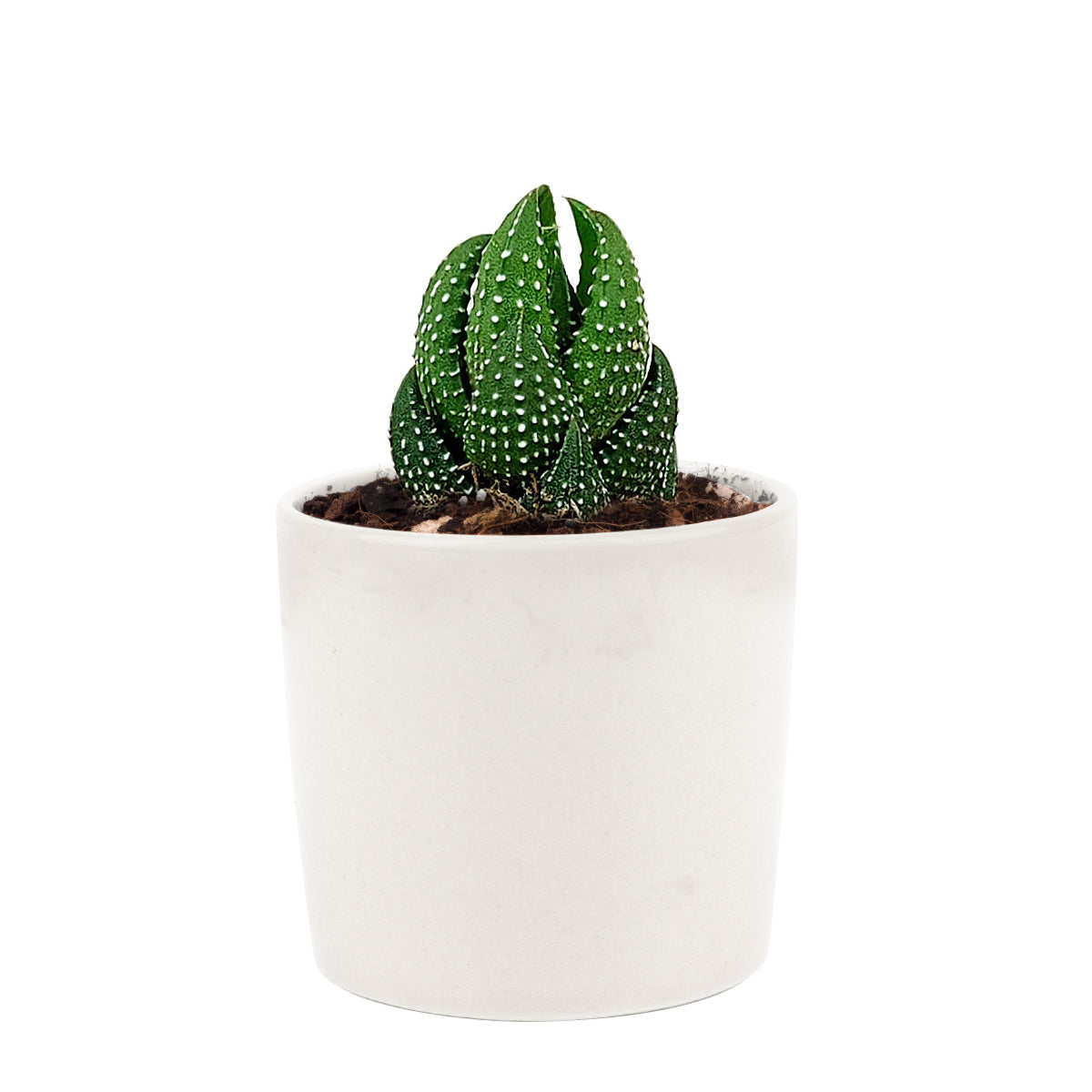 Haworthia Pumila African Pearl