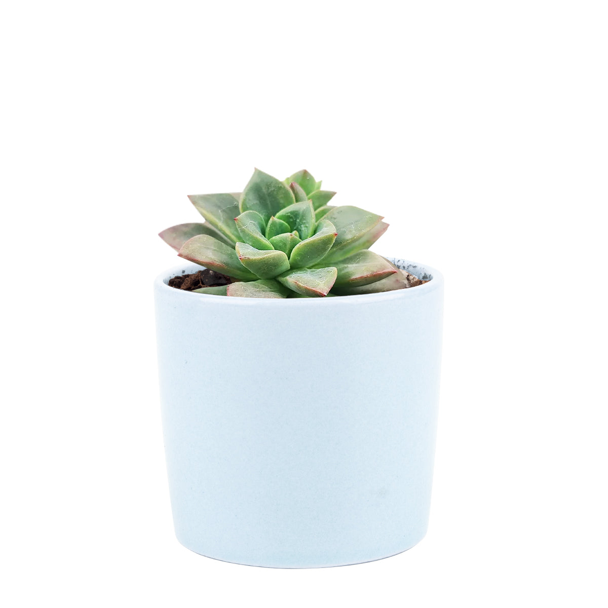 Echeveria Compressicaulis