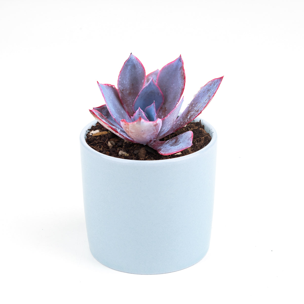 Echeveria Afterglow
