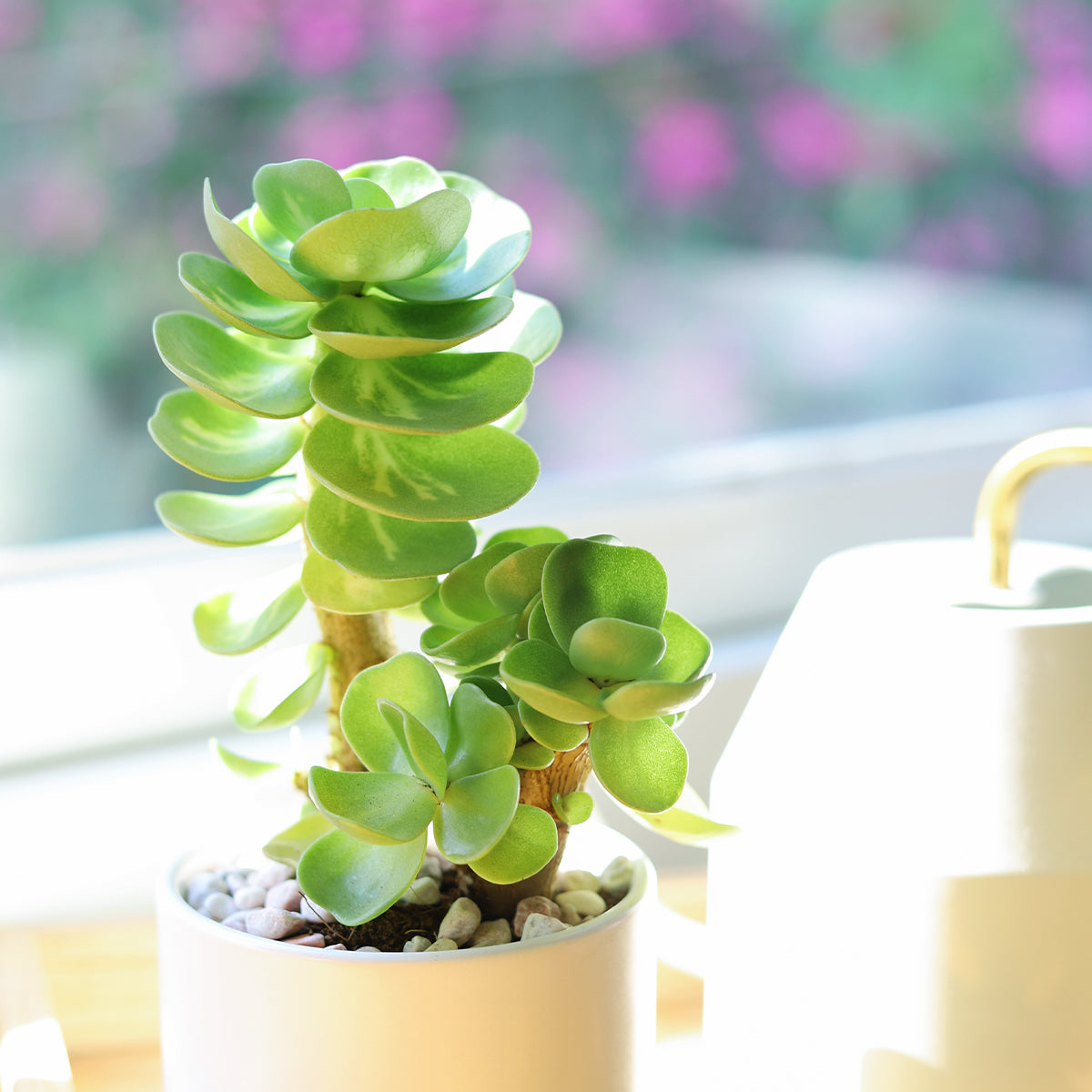 Portulaca Molokiniensis