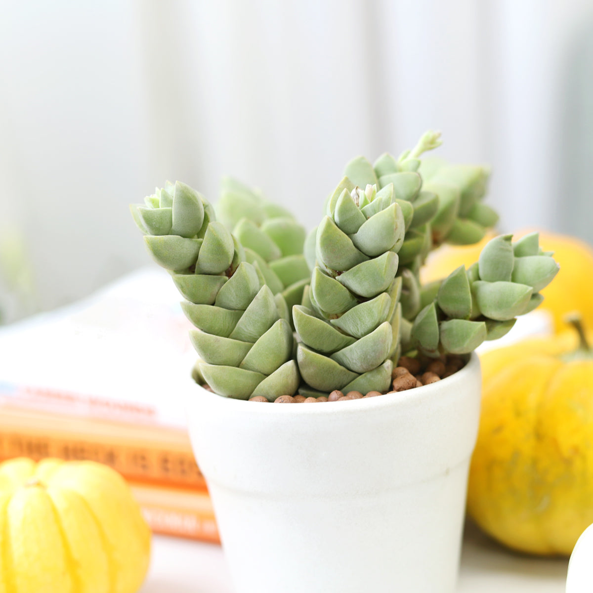 crassula moonglow succulent Crassula Moonglow Succulent for Sale