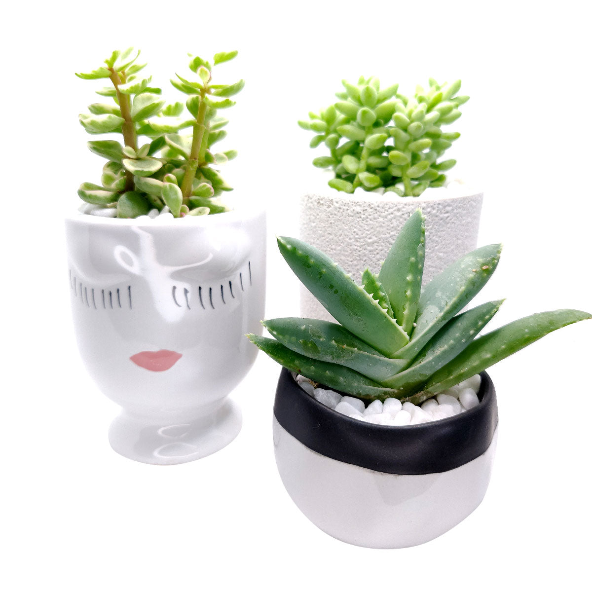 Beauty Pot