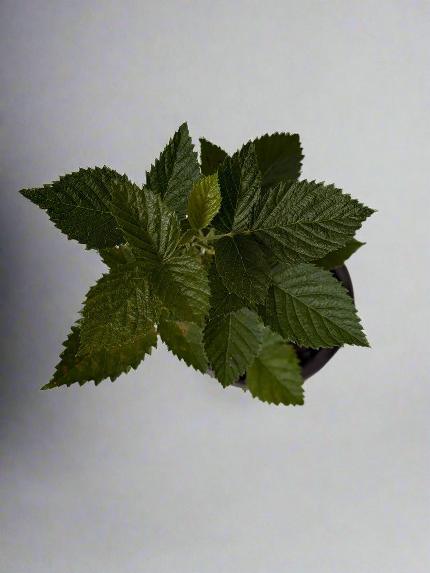 Sweet Ark Ponca Thornless Blackberry - Home Garden Plant - Zones 5 to 9 - Container Garden - Easy to Grow Fruit Tree