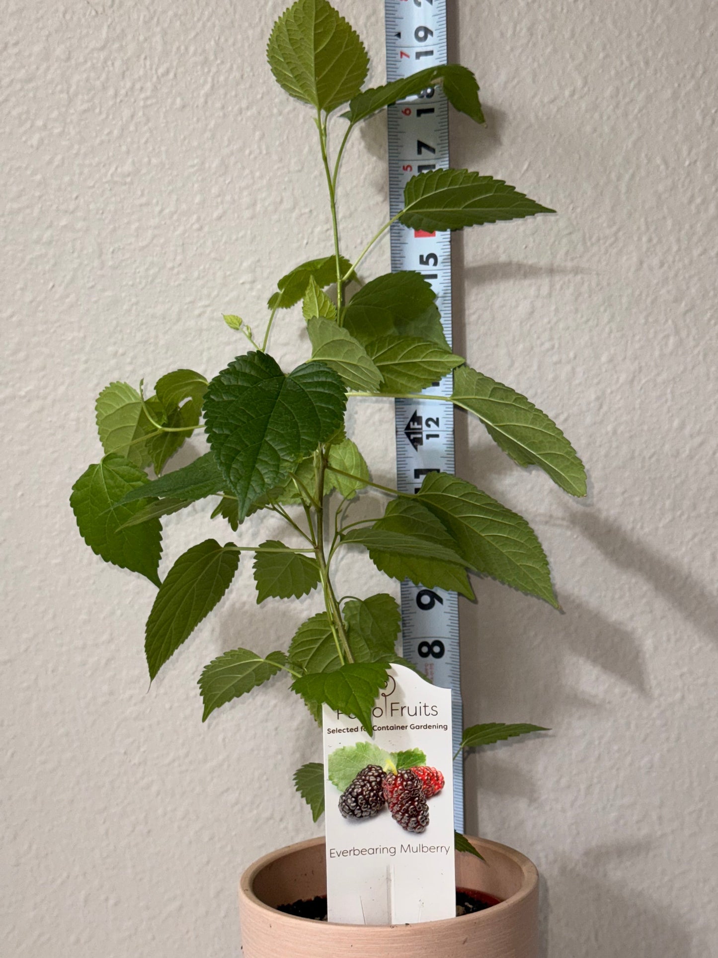 Live Mulberry Plant - Morus Nigra - Dwarf Mulberry - Zones 5 - 10 - Easy Care - Container Growing