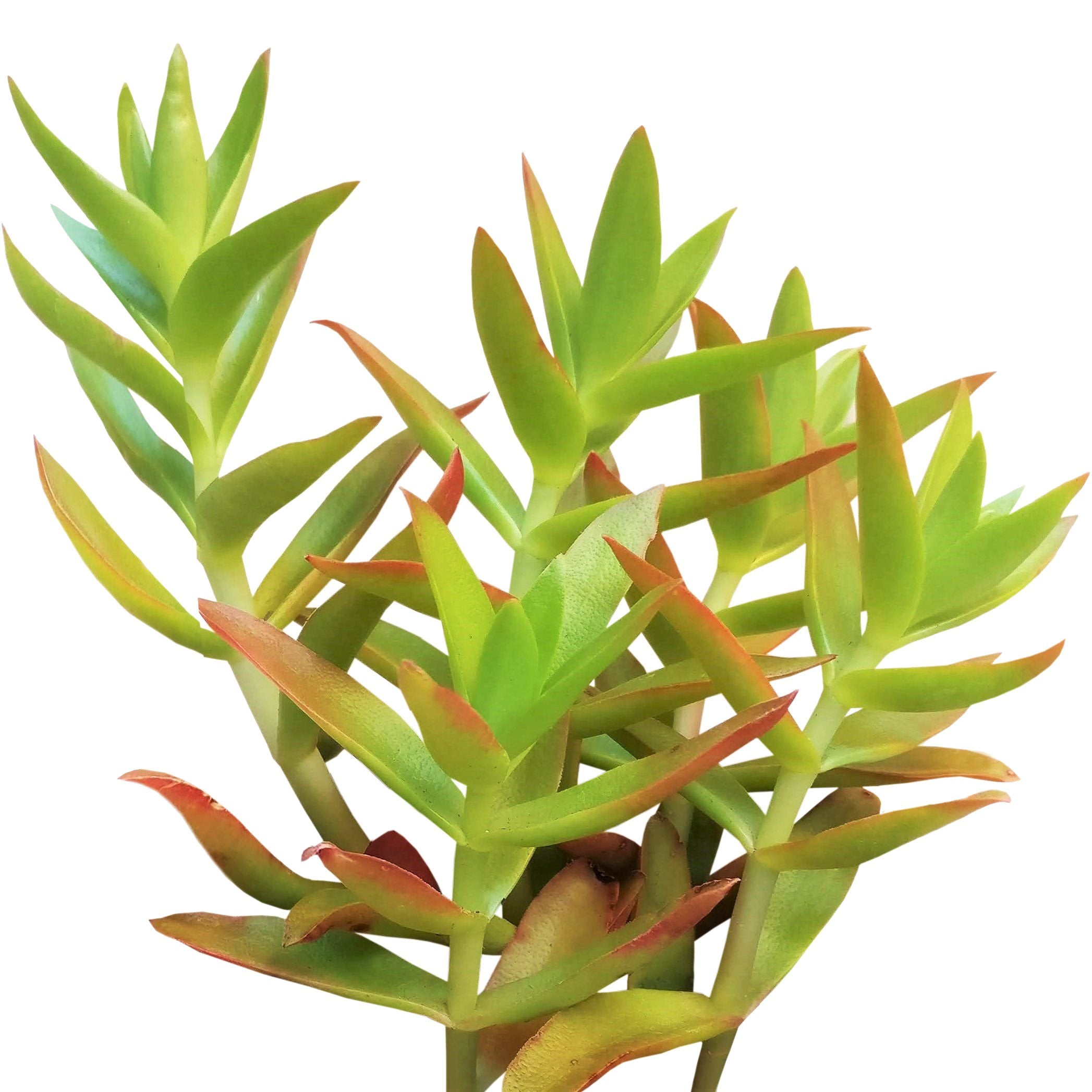 campfire succulent plant Crassula Campfire Succulent for Sale and Care Guide 2 inch by Succulents Box