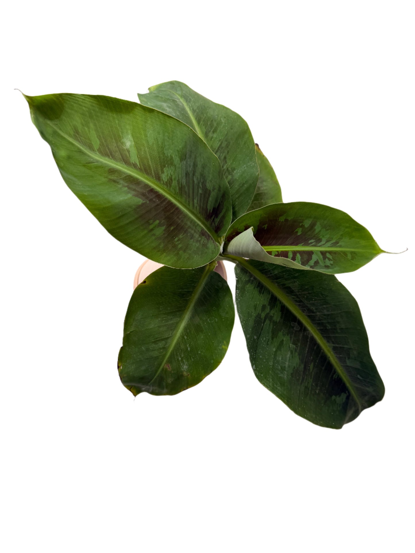 Live Musa Banana Tree - Dwarf Banana Tree - Easy Care Indoor Tropical Banana Tree - Zones 9 to 11 - Container Gardening