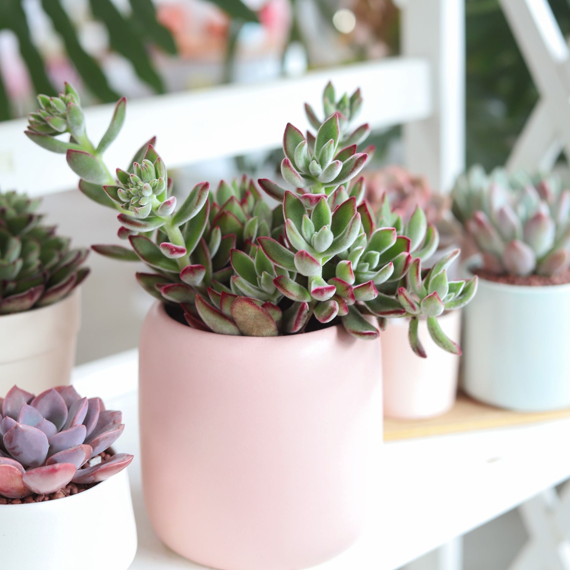 ruby slippers succulent Echeveria Harmsii Ruby Slipper for Sale