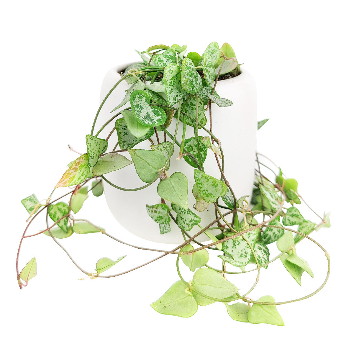 Ceropegia woodii String of Arrows