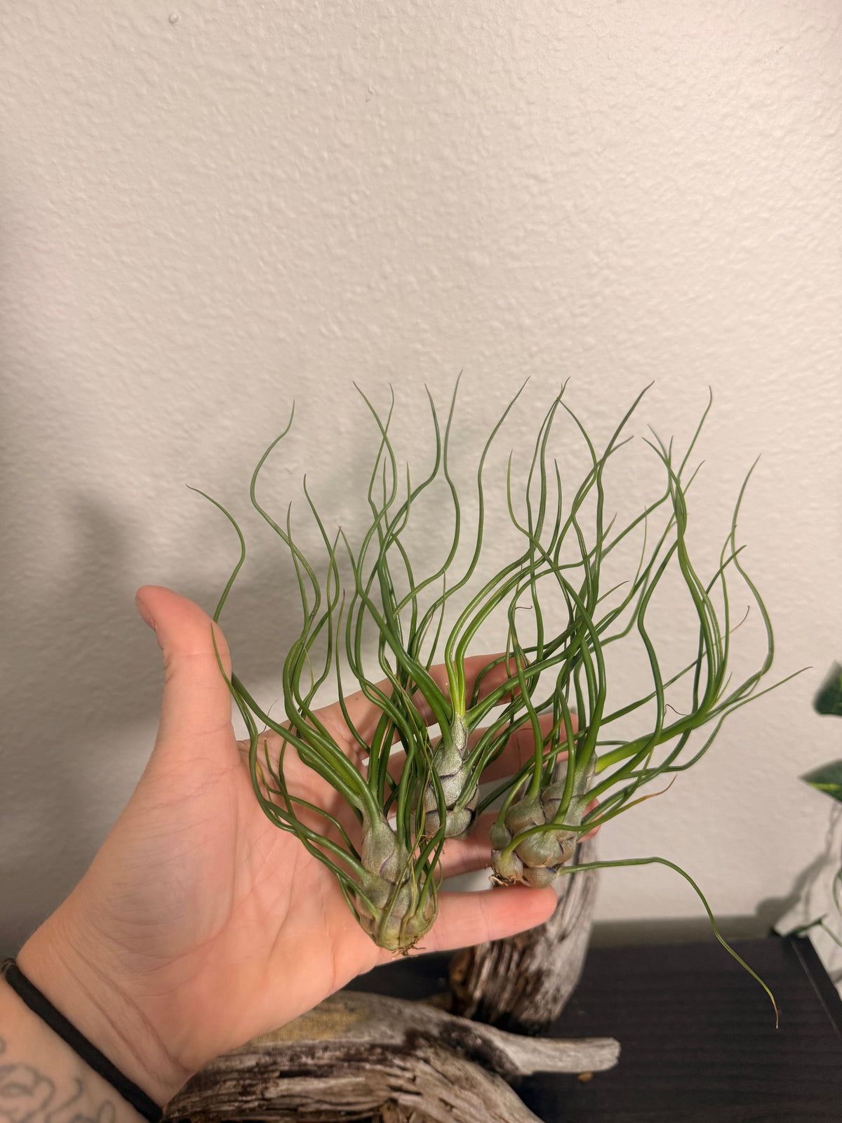 3 Pack of Tillandsia Bulbosa - 'Guatemala' - 2 to 3 Inch - Curly Leaves - Bulbous Base - Twisted Appearance - Low to Bright Light Tolerant - Tropical Air Plant - Beginner Plant - Houseplant