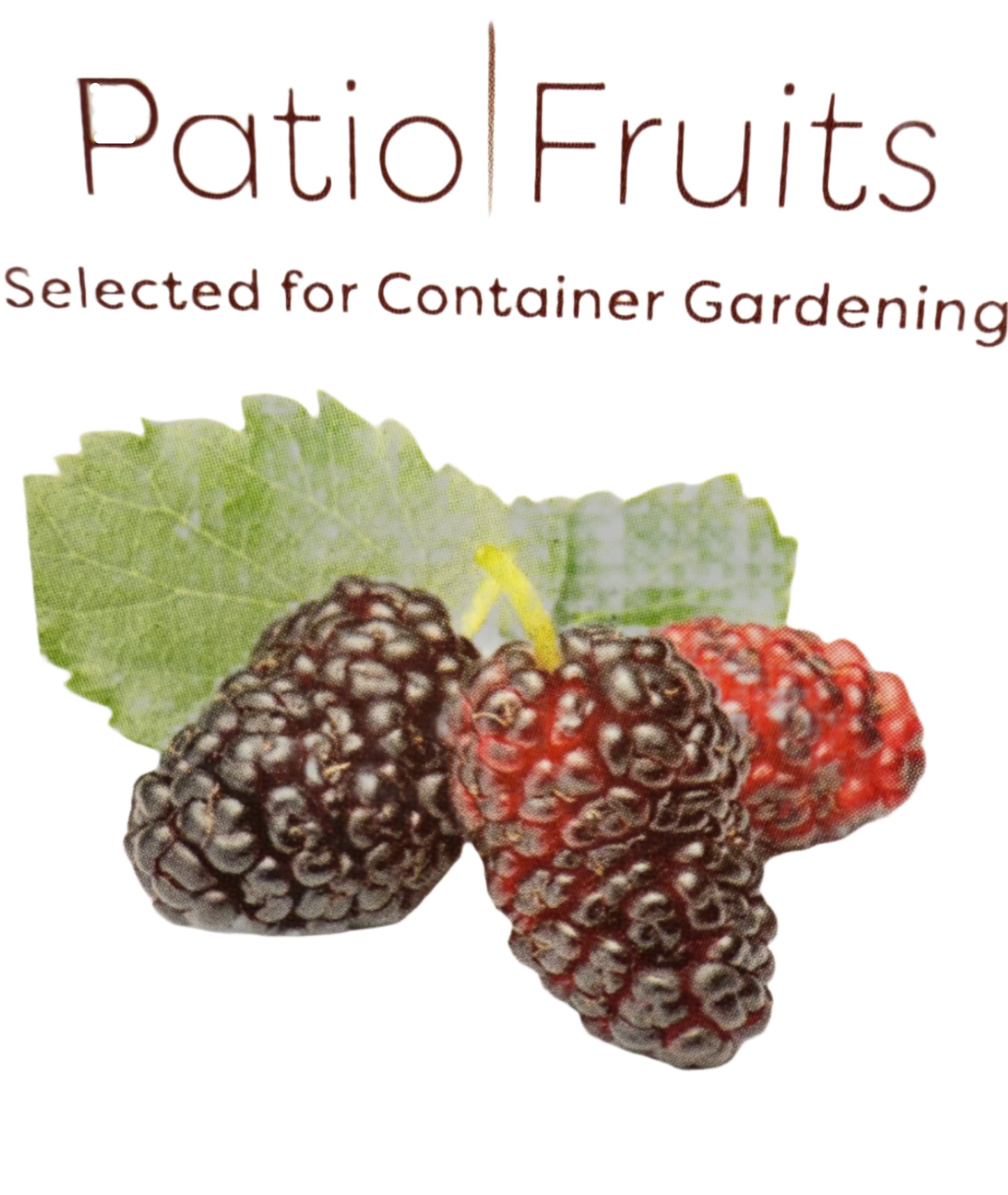 Live Mulberry Plant - Morus Nigra - Dwarf Mulberry - Zones 5 - 10 - Easy Care - Container Growing
