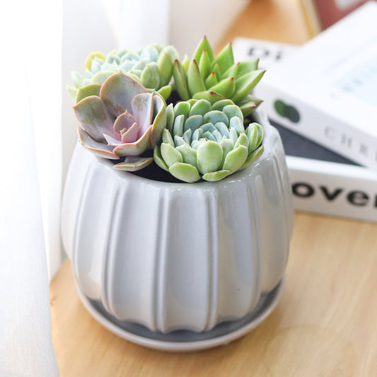 Succulent Arrangement in Grey Ceramic Contour Planter