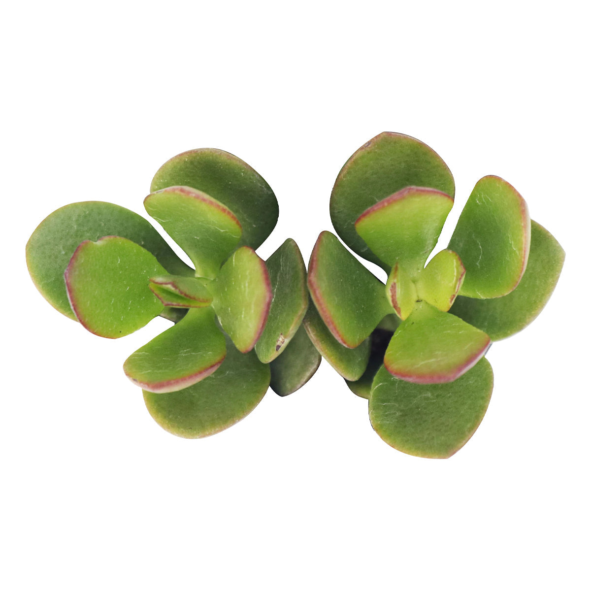 Crassula Ovata Obliqua Jade Plant