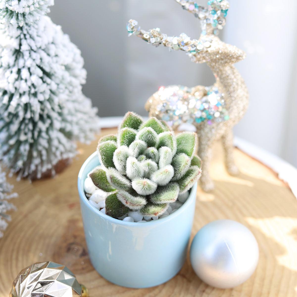 doris taylor succulent flower Echeveria Doris Taylor 4 inch / Plastic Pot