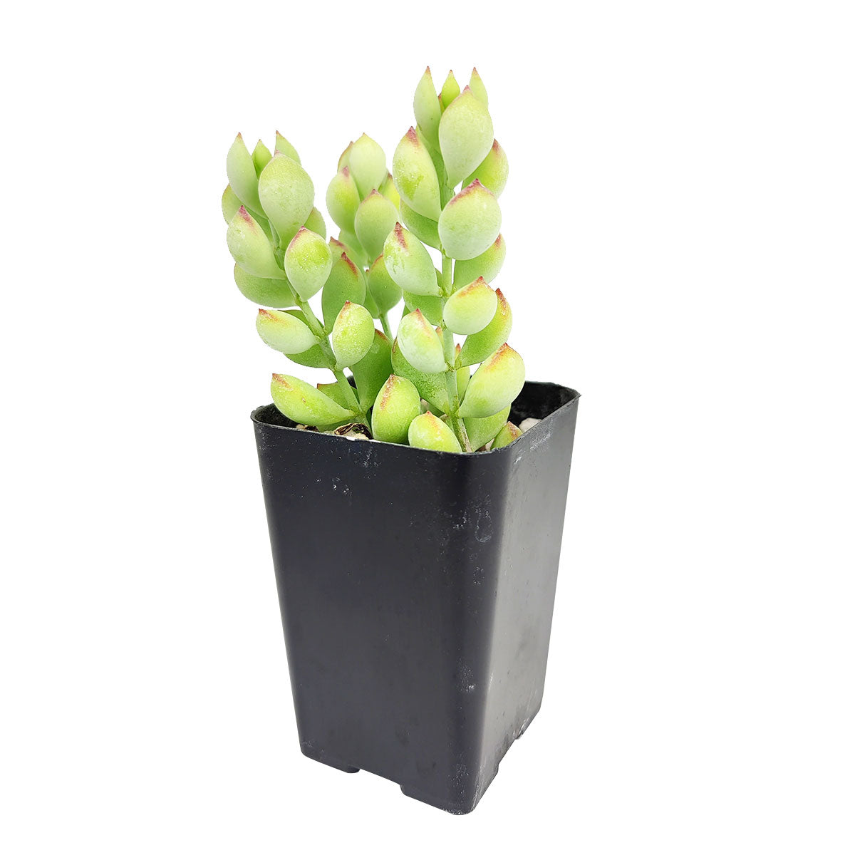 Cotyledon Pendens