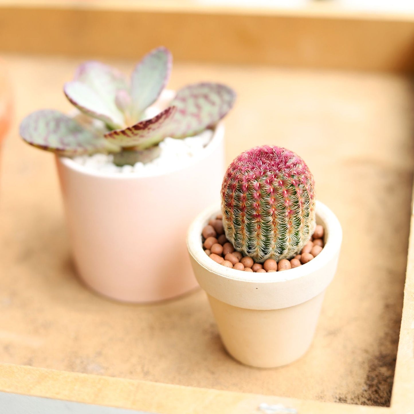 Rainbow Hedgehog Cactus